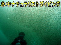 海の生物にもっと興味が涌きます。