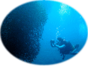 �c�Ӄc�A�[�̈�R�}