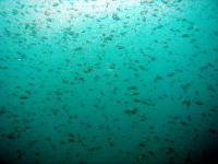 魚影の濃さは圧巻