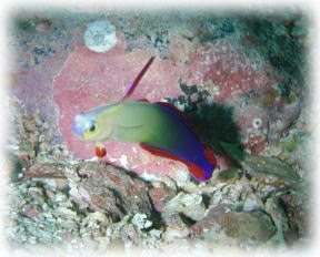 アケボノ